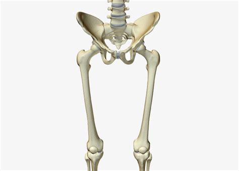 ¿cuáles Son Los Huesos Del Miembro Inferior Homo Medicus