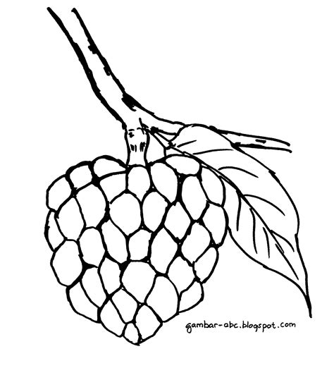 Download Gambar Sketsa Buah Pepaya | Sketsabaru