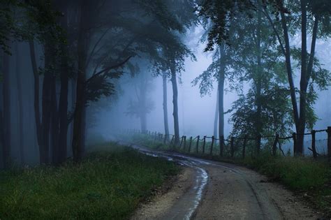 mist, Forest, Trees, Nature Wallpapers HD / Desktop and Mobile Backgrounds