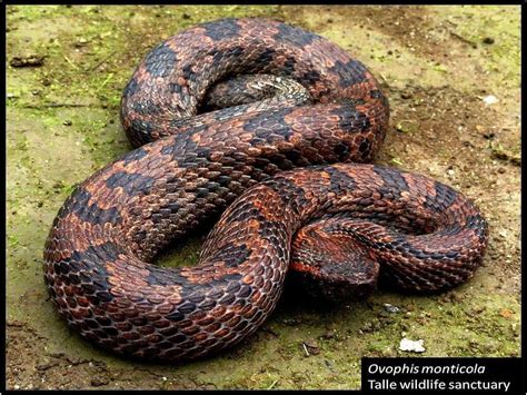 Ular kapak merupakan sejenis ular berbisa dari keluarga viperidae dan di malaysia, jenis ular yang tergolong dalam keluarga ini adalah semua jenis ular kapak. 7 Spesis Ular Kapak Di Malaysia, Berbisa Dan Mampu Membawa ...