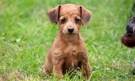 Doxiepoo Puppies For Sale Health Guaranteed Keystone Puppies