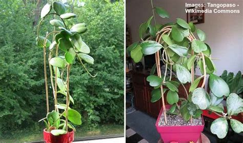 … an entire post i've done on propagating hoyas. Hoya Kerrii (Sweetheart Plant / Valentine Hoya): Care Guide