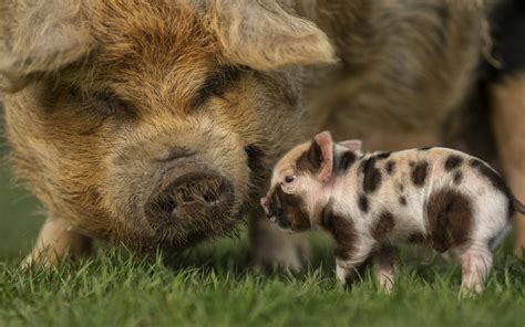 Download Mini Pig Animals On A Farm Field Wallpaper