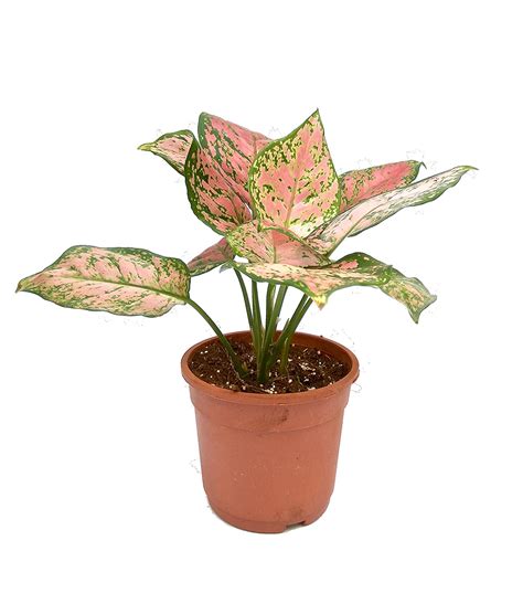 Pink Aglaonema Plant With Pot Online Plants And Flowers Delivery In