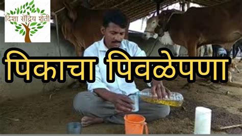 पिकाचा पिवळेपणा कमी करण्यासाठी देशी उपाय crop yellow deshi jugaad method - YouTube