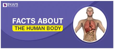 Facts About The Human Body Interesting And Fascinating Facts