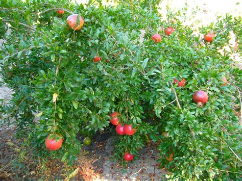In cyprus, wonderful pomegranates from control trees in two different orchards had an average heart rot it can infect the fruit, leaves, twigs, stems, and the crown of the bush. Sacramento Vegetable Gardening: It's Great Straight! (Or ...