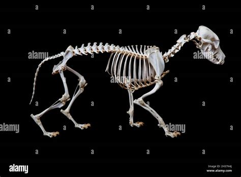 Skeleton Dog Canis Lupus Familiaris Hi Res Stock Photography And Images