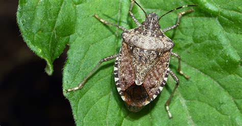 Stink Bugs Are Back How To Get Rid Of Them What You Need To Know