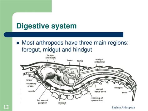 Phylum Arthropoda Digestive System