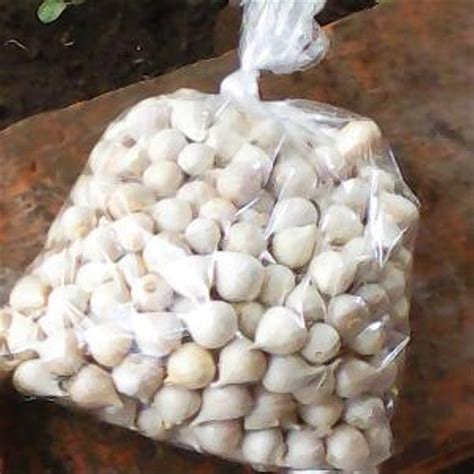 Pada kesempatan kali ini saya akan membagikan berbagai keindahan bunga dengan. Koleksi Karikatur Gambar Bawang Putih | Puzzze