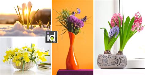 Nomi di fiori e piante. 11 fiori da piantare in autunno: nomi, caratteristiche ...