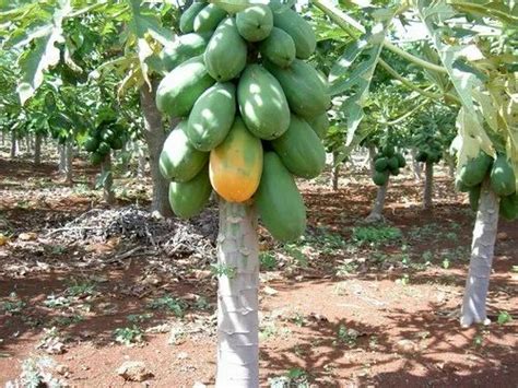 786 Taiwan Red Lady Papaya Plant For Outdoor At Rs 22piece In Lucknow