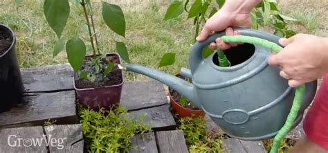 Ask local gardeners or nurseries what book they advise. Help Your Garden Survive a Summer Drought