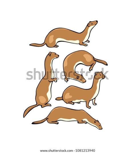 Vector Illustration Hand Drawn Cute Weasels Stock Vector Royalty Free