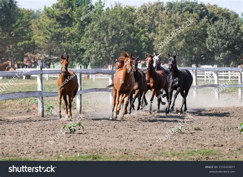 Group Majestic Horses Running Corral Stock Photo 2152424877 Shutterstock