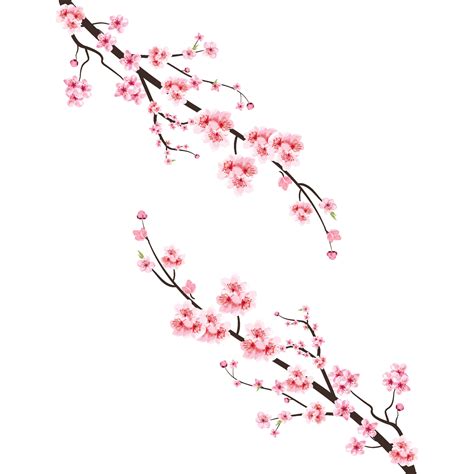 Cherry Blossom With Watercolor Sakura Flower Japanese Cherry Blossom Vector Cherry Blossom