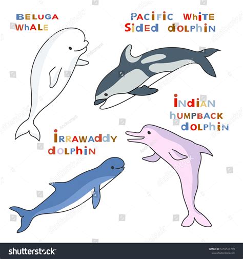 Vektor Stok Marine Mammals Set Animal Names Beluga Tanpa Royalti