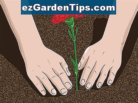 C Mo Plantar Semillas De Rosas Del Desierto Tips Jardineros Es