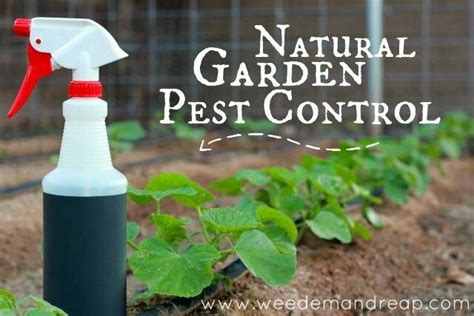 Watch video to see these 6 natural ways to pest control with organic pesticides and prerequisites to apply your pesticides sprays. Natural Pest Control For Garden | Smalltowndjs.com