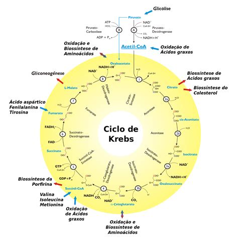 As Reações Metabólicas Podem Ser Classificadas Em Dois Processos Metabólicos