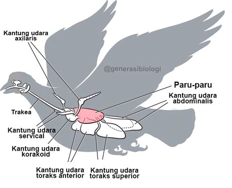 Detail Anatomi Burung Merpati Koleksi Nomer