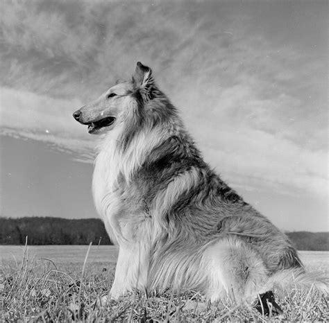 The Most Famous Dogs Of All Time