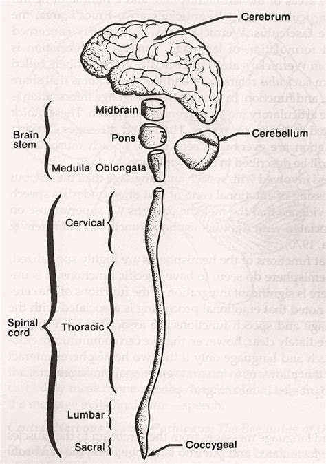 Diagram Spinal Cord Brain Stem Aflam Neeeak