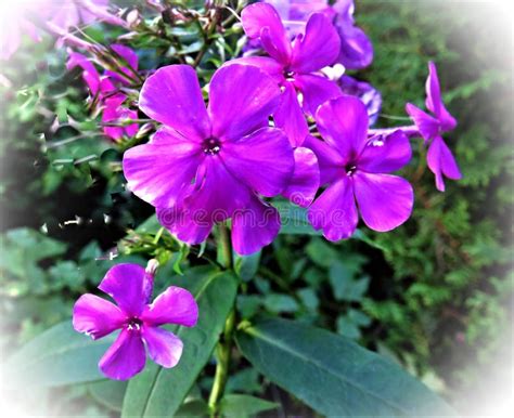 Flower Plant Purple Flowering Plant Picture Image 100197609