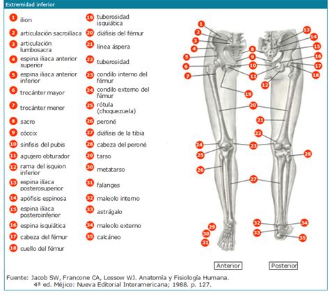 Los Huesos De Las Extremidades El Cuerpo Humano Reverasite