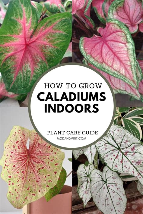 How To Care For Caladium Bicolor As An Indoor Plant