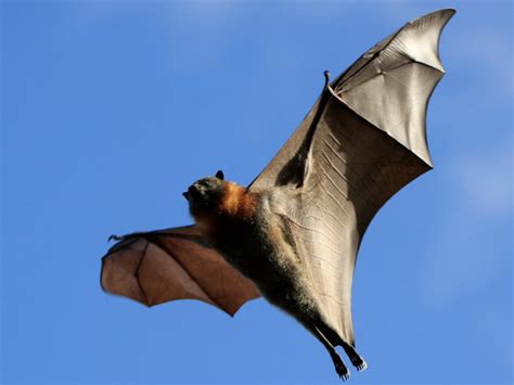 How To Get Rid Of Bats Bat Facts Information Pest Control