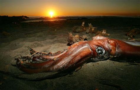 The Bizarre Appearance Of Hundreds Of Giant Squid Strewn Along The