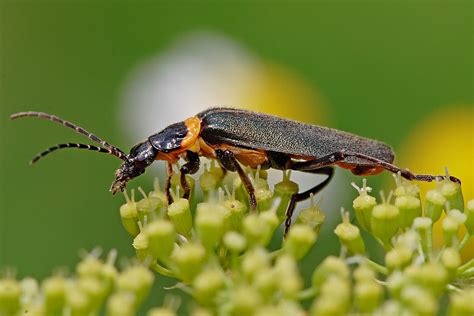 Savvy Housekeeping » Five More Beneficial Insects