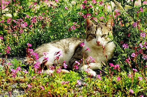 Take It From A Vet Lilies Are Toxic To Cats Catster