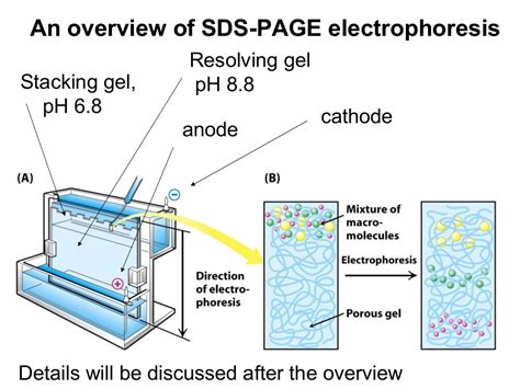 Sds page sodium dodecyl sulfate (sds) is an amphipathic detergent. SDS Page Lecture