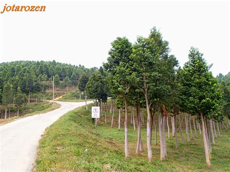Interestingly, gaharu tea valley also proudly holds the record with malaysia book of records for being the pioneer in malaysia's organic gaharu plantation. Footsteps - Jotaro's Travels: Malaysia 2014 : Agarwood ...