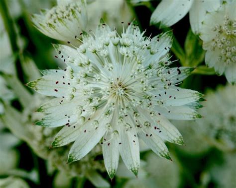 Astrantia Major White Giant Ubicaciondepersonascdmxgobmx