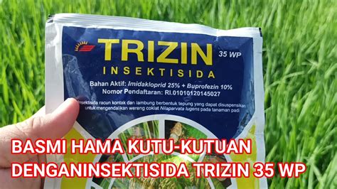 BASMI HAMA KUTU KUTUAN DENGANINSEKTISIDA TRIZIN 35 WP YouTube