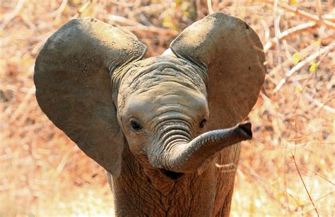 Baby Elefant Aus Brunnenschacht Gerettet