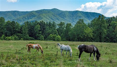 Plan A Trip To Great Smoky Mountains National Park