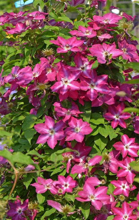 Ponking artificial rose vine flowers with green leaves, 8pcs 68ft hanging fake flower garland, roses vine for home hotel office wedding party garden craft wall decor (pink) artificial and dried flower 82cm fake flower rattan room home decoration artificial plant vines wall hanging green plant decorative simulation plants orchid 19 best Flowering Vines images on Pinterest | Climbing ...