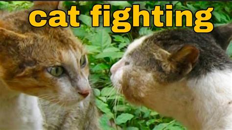 Cat Fighting ।। Two Cats Are Fighting ।। Reaction Vedio।। Youtube