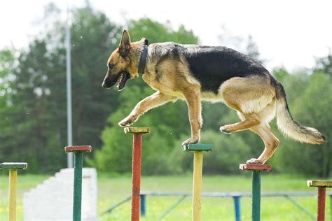 Breed Profile German Shepherd Dog Gilbertson And Page Dog Cat And Ferret Food