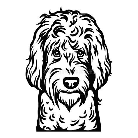 Labradoodle Dog Head Vector Isolated Illustration On White Background