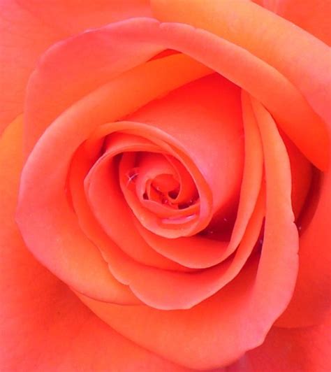 Salmon Colored Rose Roses Are Such Special Flowers By Kims