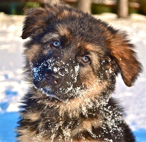 Pin On German Shepherd