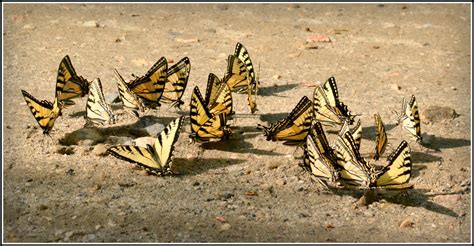 Appetite For Photos Papilio Glaucas Tiger Swallowtail Puddling