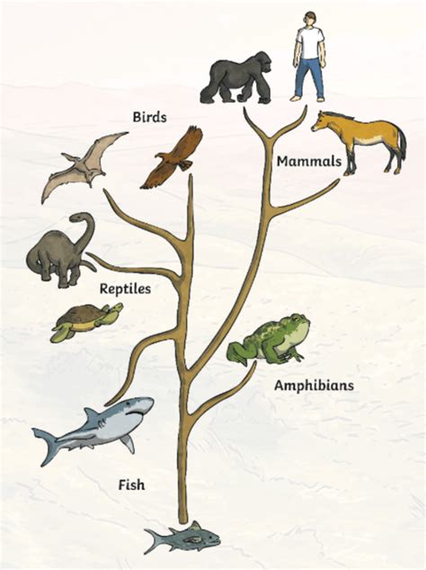 What Does Evolution Mean Answered Evolution Of Animals