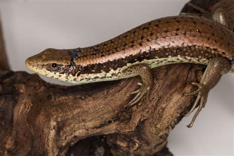The Long Tailed Skink Nature And Wildlife Wildcreatures Hong Kong